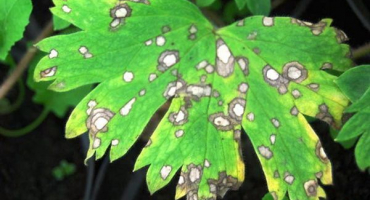 Druhy nemocí petržele na zahradě, jak je léčit a co dělat